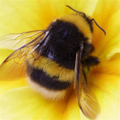 are bumble bees honey bees What if we explored the symbolism of these industrious insects in literature and art?