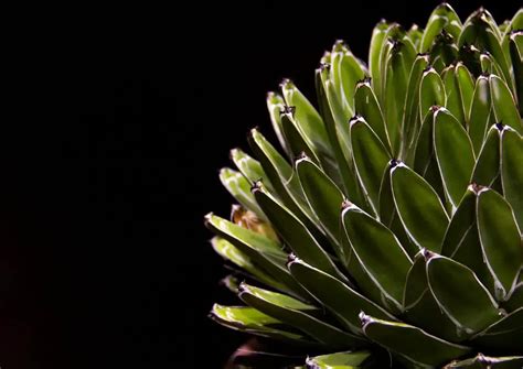 Do Succulents Need Plant Food? A Detailed Exploration of the Topic