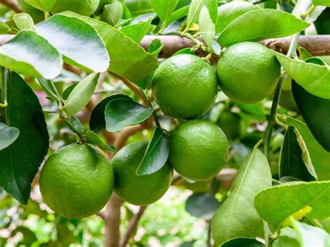 how long for lime tree to bear fruit: Exploring the Intricacies of Citrus Growth and Cultivation Practices