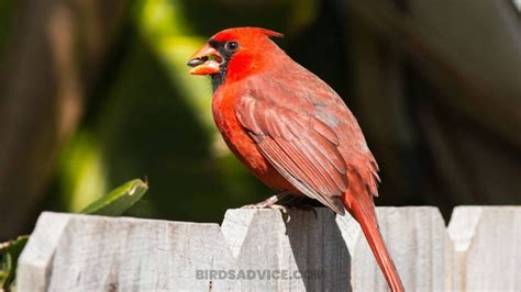 what are cardinals favorite food? Cardinals are often associated with bright red plumage and are known for their distinctive calls, but what about their dietary habits? While their diet primarily consists of insects, seeds, and occasionally small fruits, it's intriguing to ponder whether cardinals have any specific preferences or if their eating habits vary based on the season.