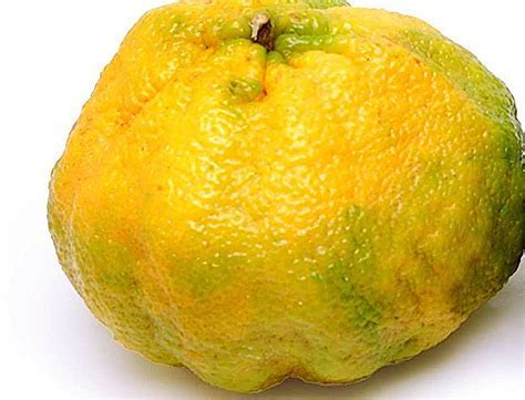 What Is a Hybrid Fruit and Its Fascinating World of Flavor