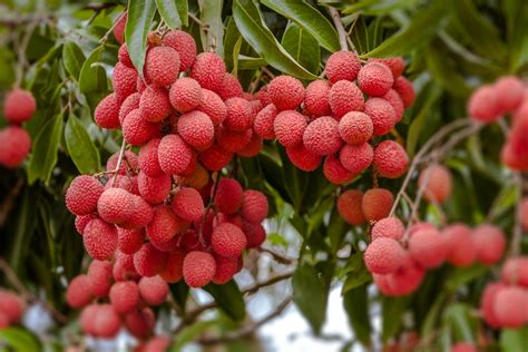 where to buy lychee fruit near me? how does the climate affect the quality of lychees?