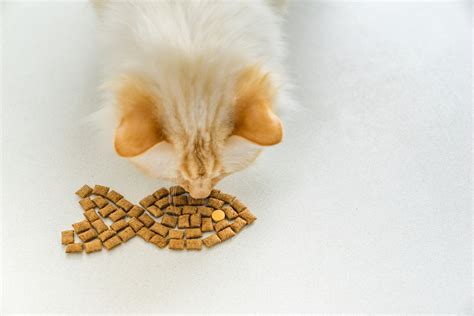 Why Do Cats Like Treats More Than Food? A Delve into the Mysteries of Feline Preferences and Behaviors